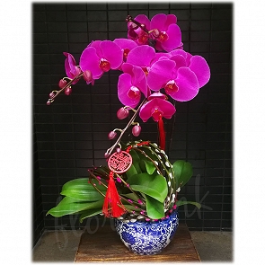 COR9 新年蘭花 - 大辣椒蝴蝶蘭花  景德鎮花盆   COR9 新年蘭花 - 大辣椒蝴蝶蘭花  景德鎮花盆